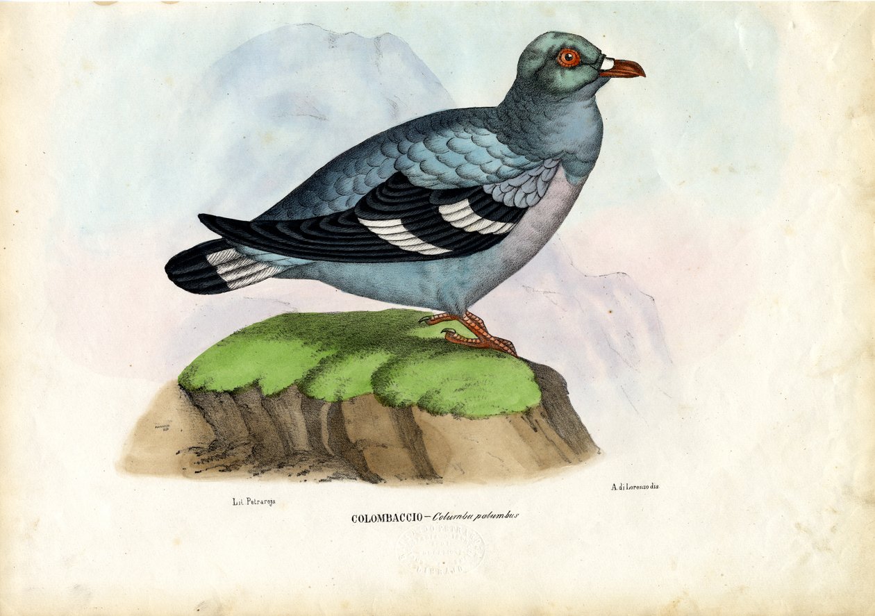 लकड़ी कबूतर, 1863-79 द्वारा रायमुंडो पेट्रारोइया