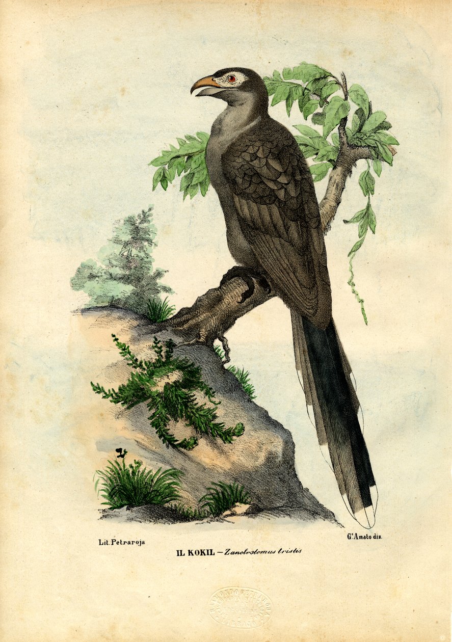 पीला-बिल्ड कोयल, 1863-79 द्वारा रायमुंडो पेट्रारोइया
