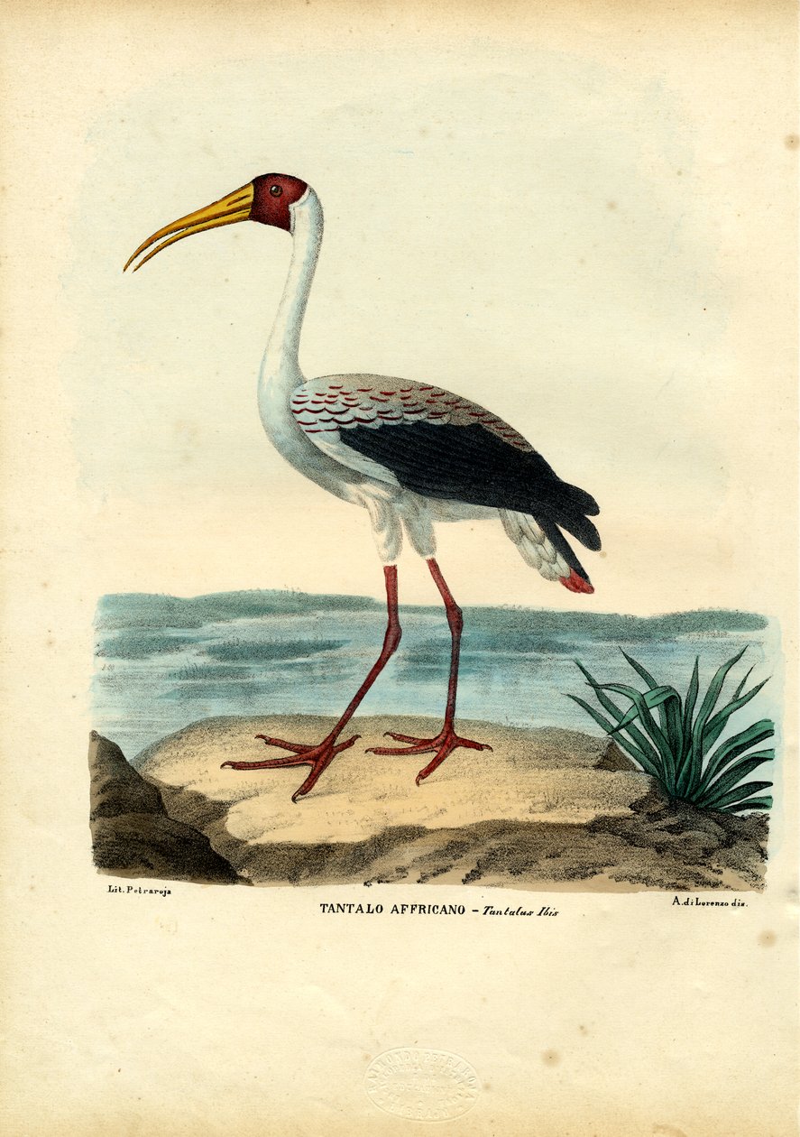 येलो-बिल्ड स्टॉर्क, 1863-79 द्वारा रायमुंडो पेट्रारोइया