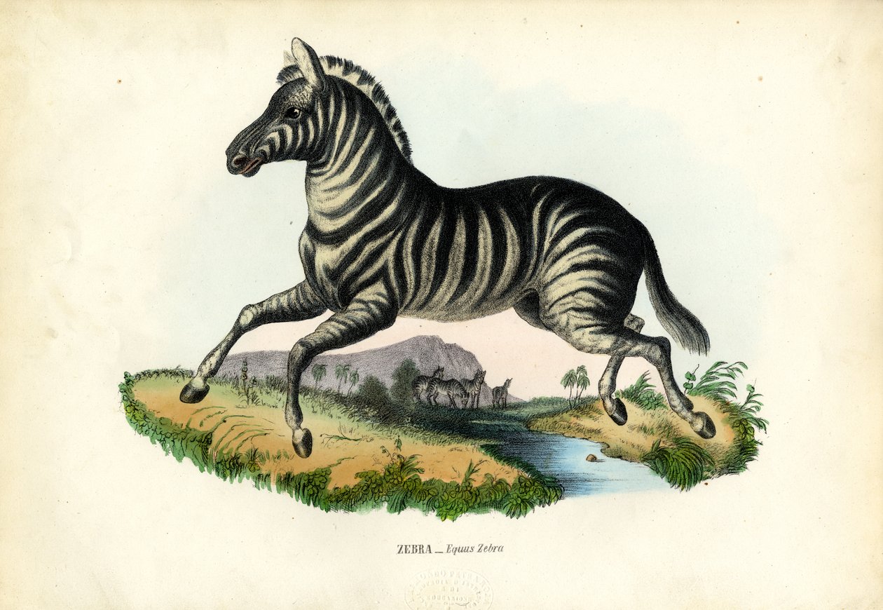 ज़ेबरा, 1863-79 द्वारा रायमुंडो पेट्रारोइया