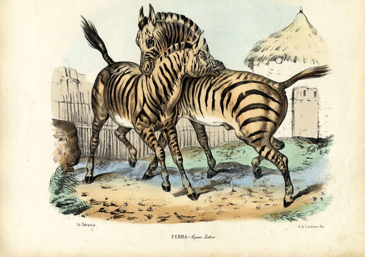 ज़ेबरा, 1863-79 द्वारा रायमुंडो पेट्रारोइया