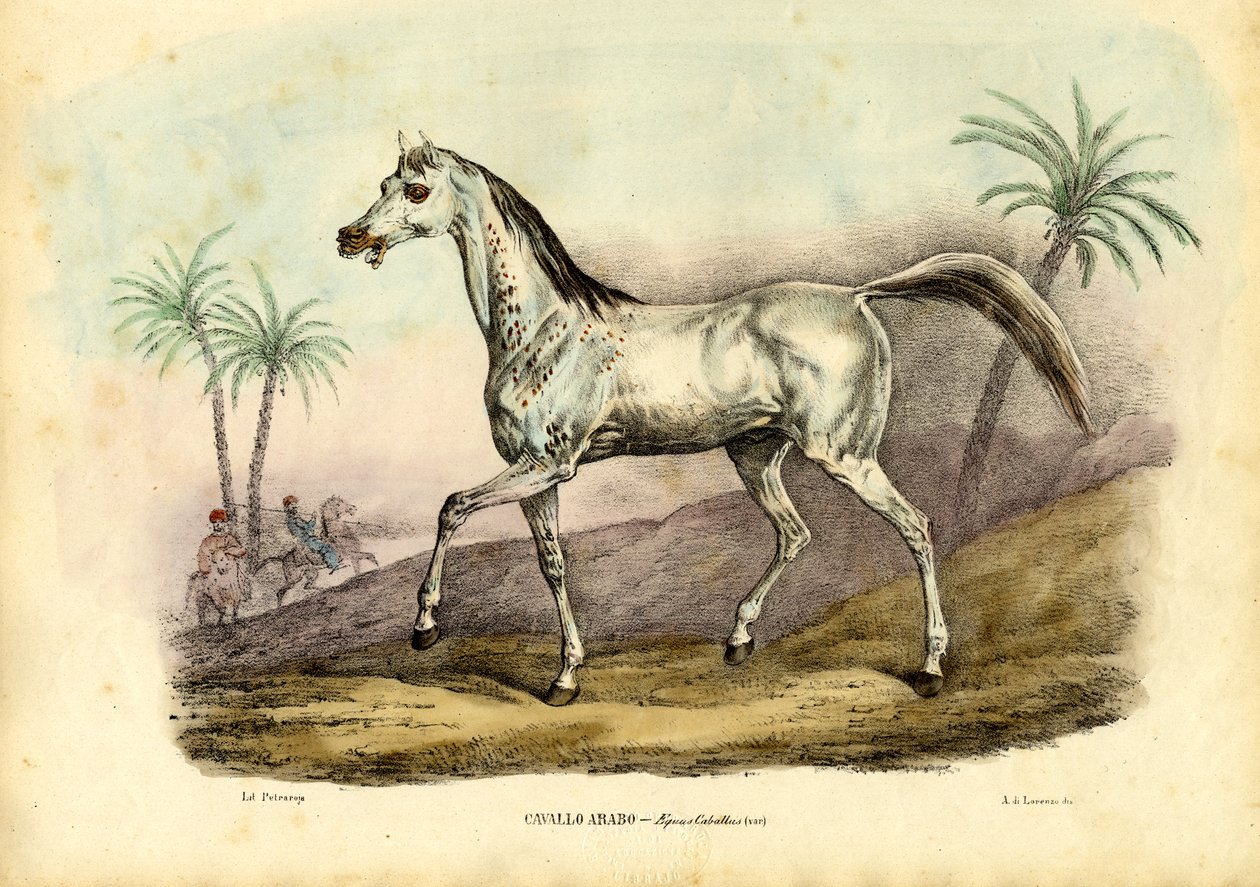 अरब घोड़ा, 1863-79 द्वारा रायमुंडो पेट्रारोइया