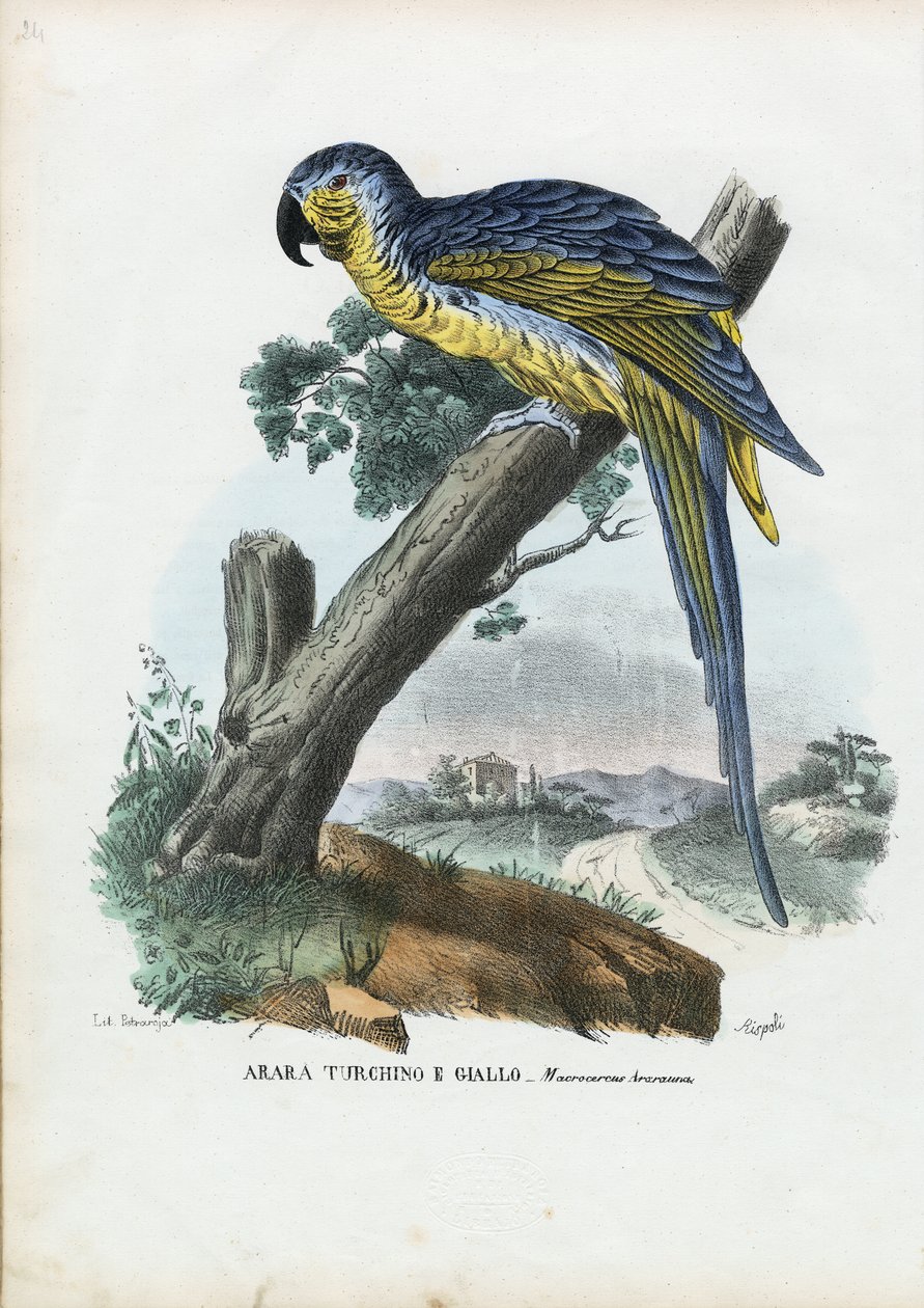 ब्लू-एंड-येलो मैकॉ, 1863-79 द्वारा रायमुंडो पेट्रारोइया