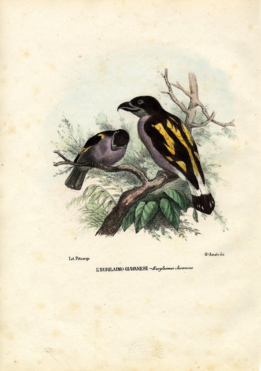 ब्रॉडबिल्स, 1863-79 द्वारा रायमुंडो पेट्रारोइया