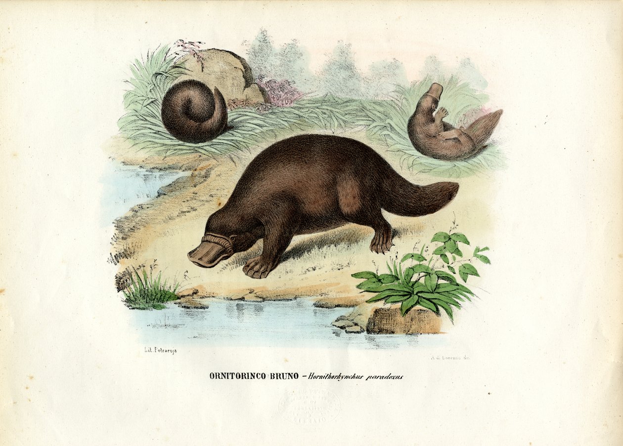 डक-बिल्ड प्लैटिपस, 1863-79 द्वारा रायमुंडो पेट्रारोइया