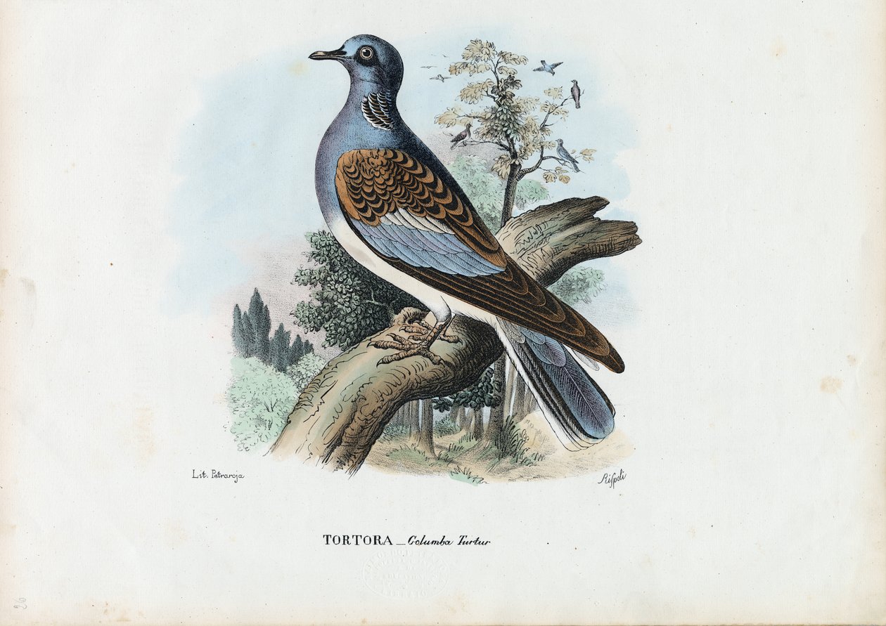 यूरोपीय कछुआ कबूतर, 1863-79 द्वारा रायमुंडो पेट्रारोइया