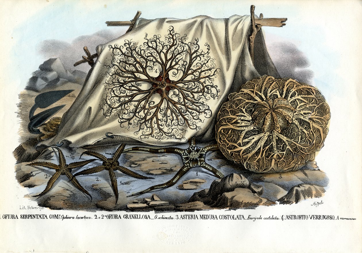 गोर्गोन हेड, 1863-79 द्वारा रायमुंडो पेट्रारोइया