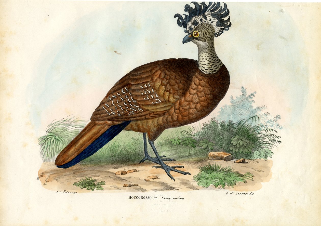 ग्रेट क्रासो, 1863-79 द्वारा रायमुंडो पेट्रारोइया