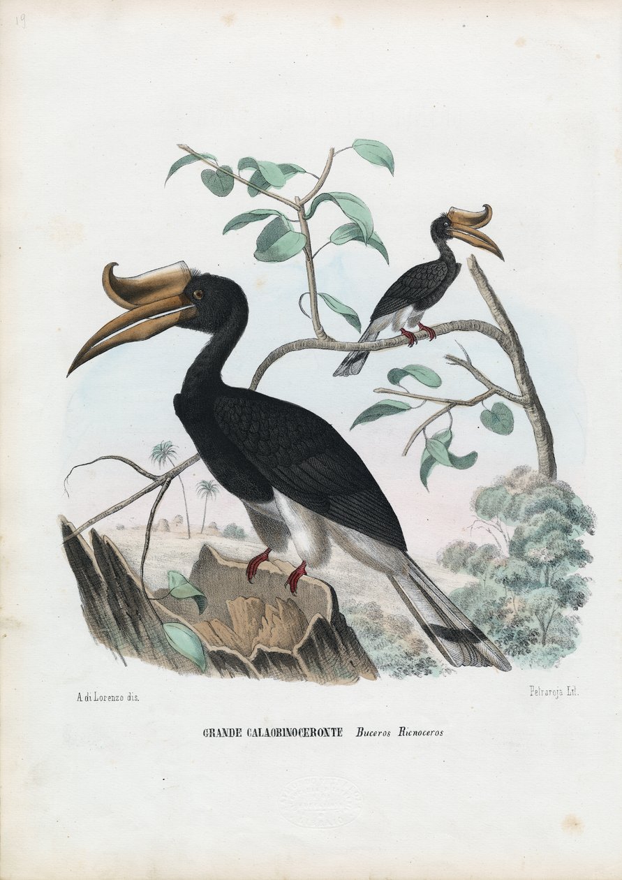 ग्रेट हॉर्नबिल, 1863-79 द्वारा रायमुंडो पेट्रारोइया