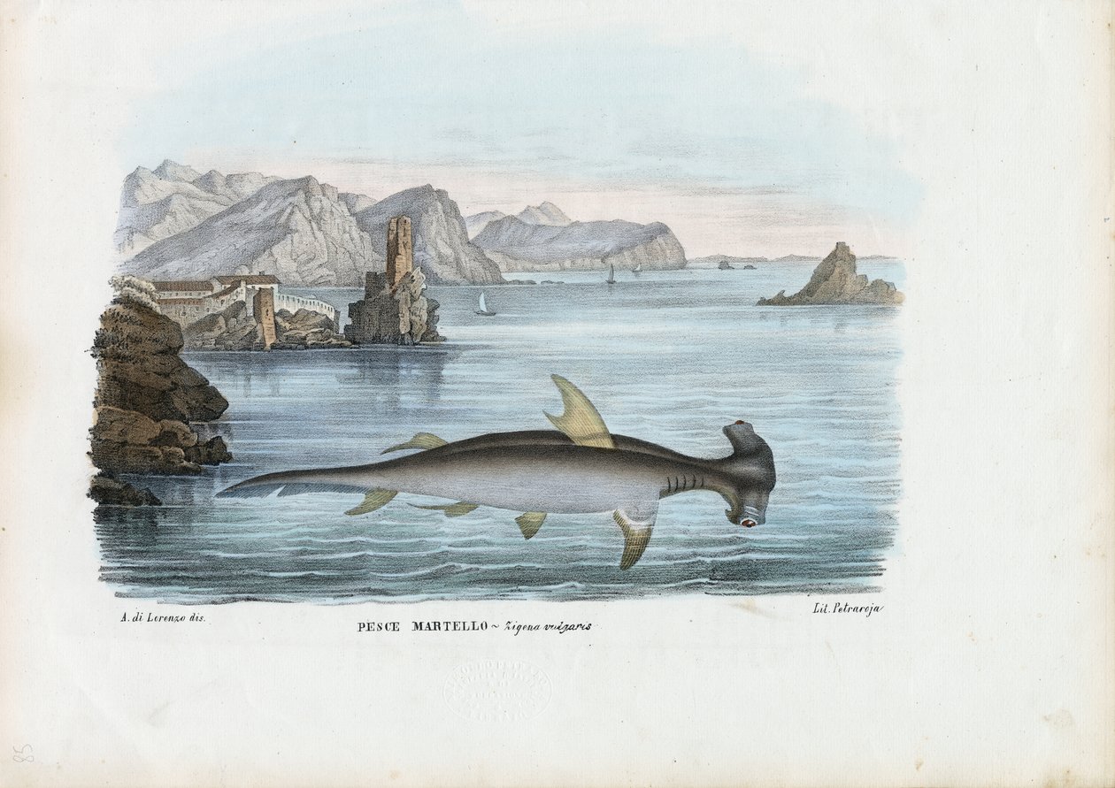 हैमरहेड, 1863-79 द्वारा रायमुंडो पेट्रारोइया