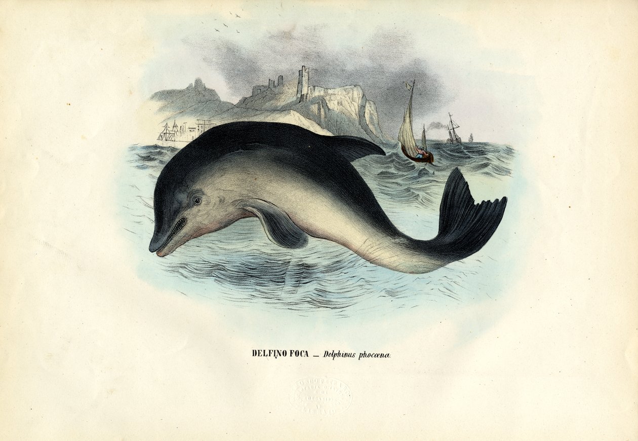 हार्बर पोरपॉइज़, 1863-79 द्वारा रायमुंडो पेट्रारोइया