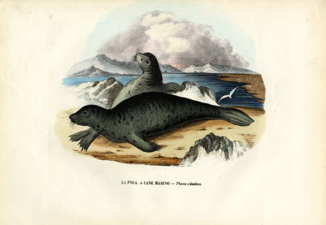 हार्बर सील, 1863-79 द्वारा रायमुंडो पेट्रारोइया