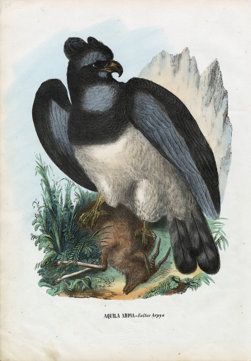 हार्पी ईगल, 1863-79 द्वारा रायमुंडो पेट्रारोइया