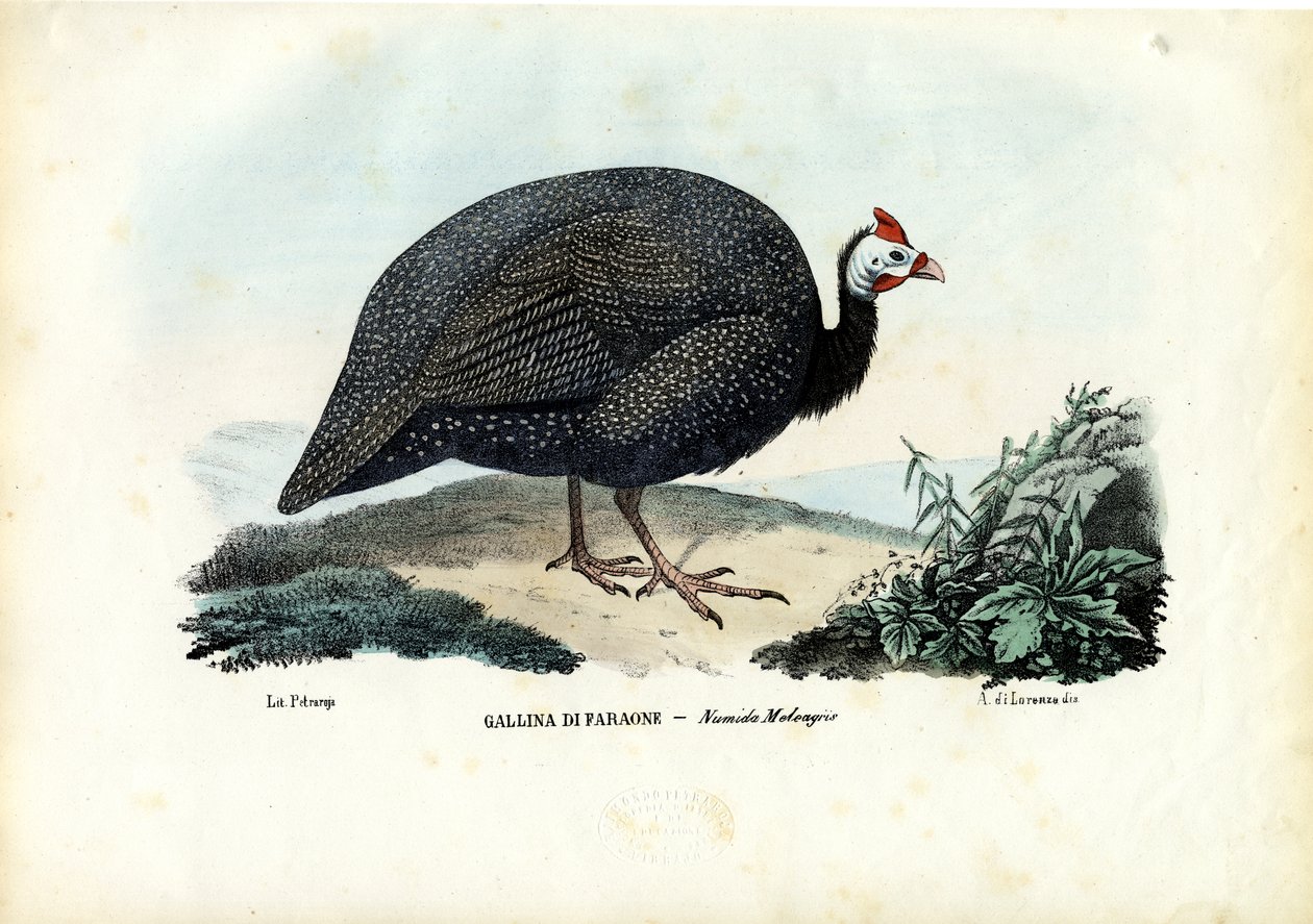 हेलमेटेट गिनीफ्लोव, 1863-79 द्वारा रायमुंडो पेट्रारोइया