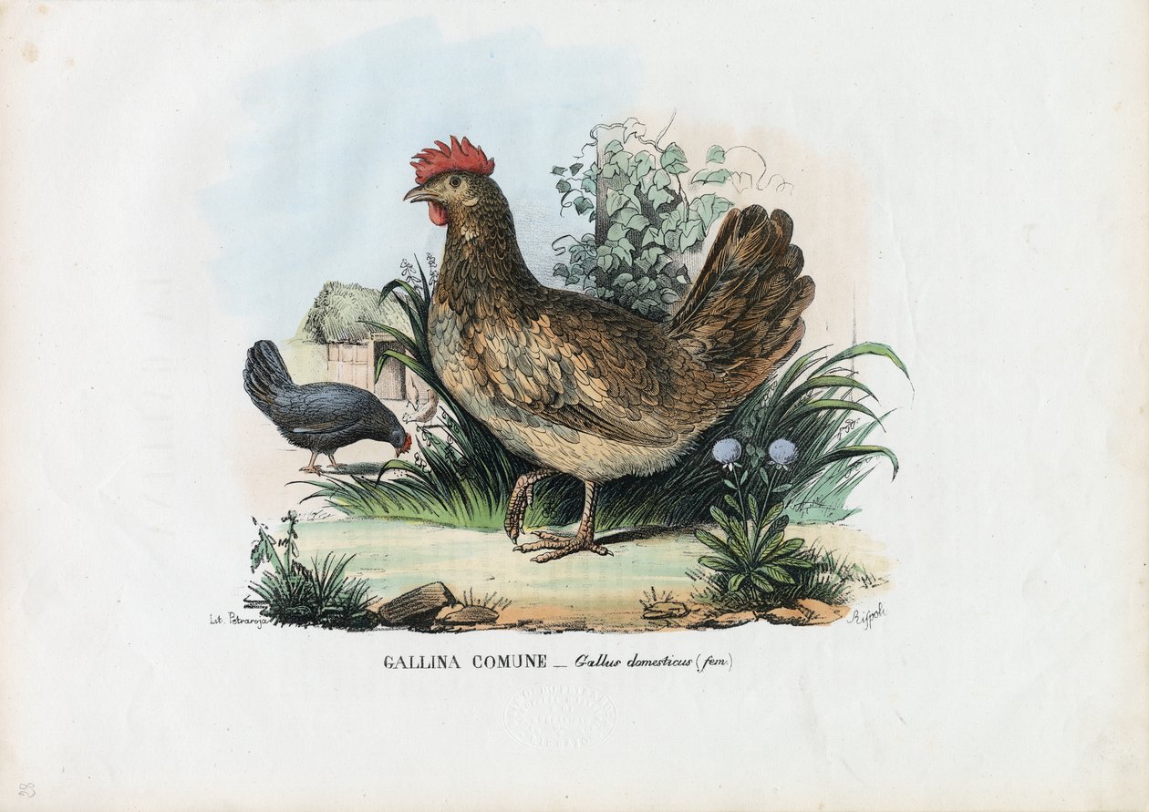 हेन, 1863-79 द्वारा रायमुंडो पेट्रारोइया