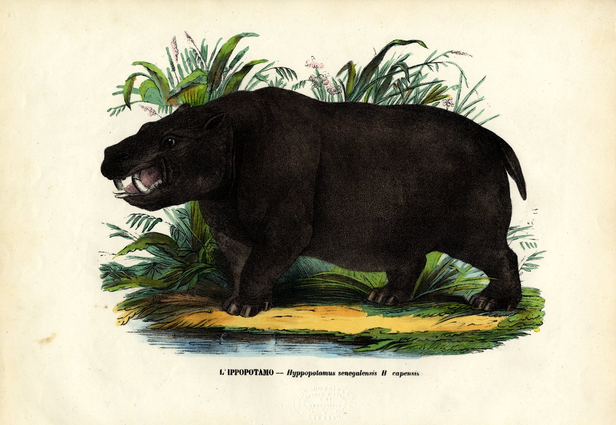 हिप्पो, 1863-79 द्वारा रायमुंडो पेट्रारोइया