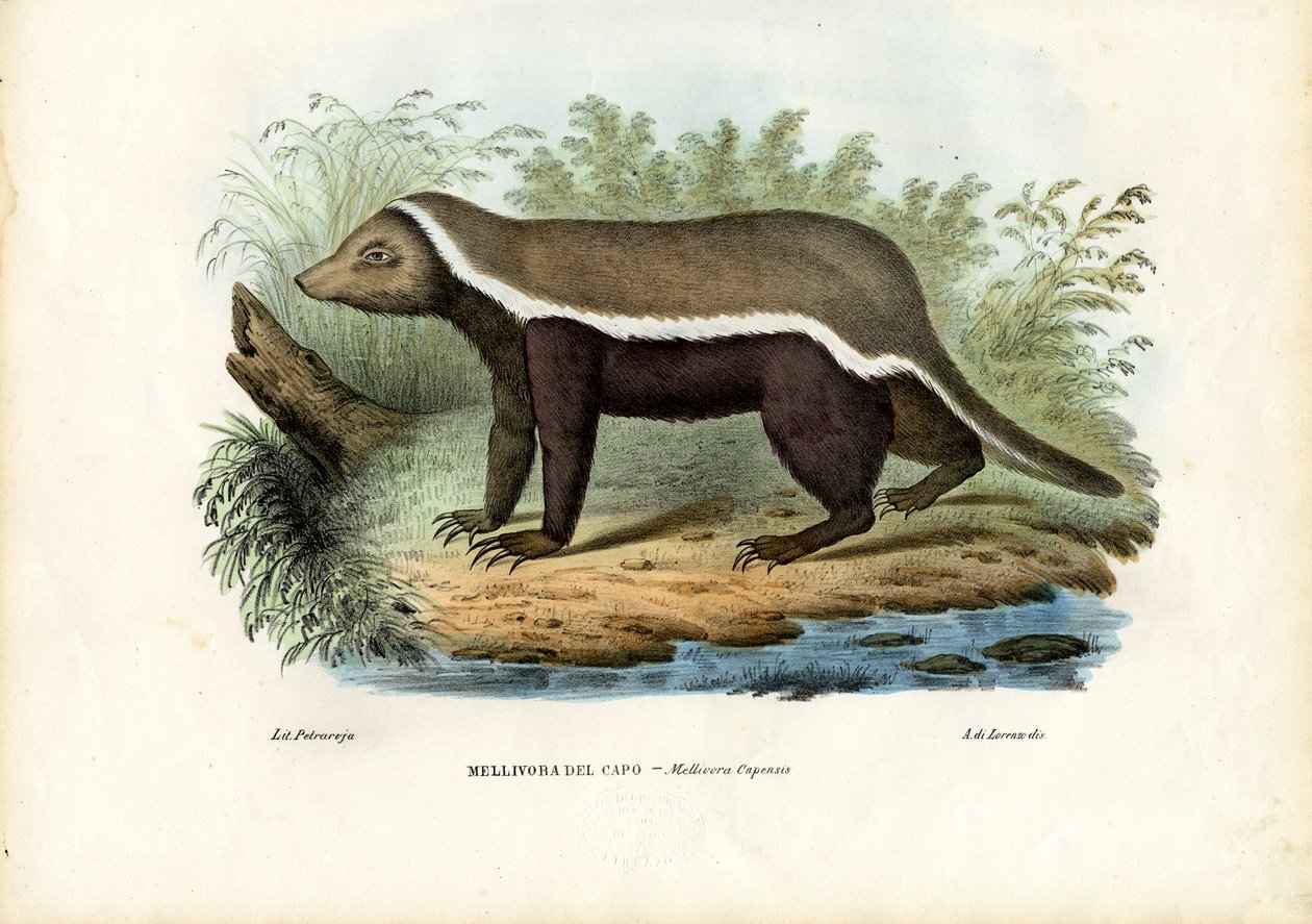 हनी बेजर, 1863-79 द्वारा रायमुंडो पेट्रारोइया