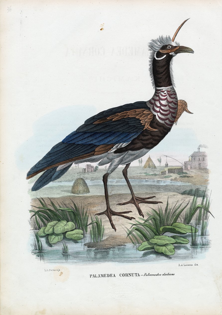 हॉर्नड स्क्रीमर, 1863-79 द्वारा रायमुंडो पेट्रारोइया