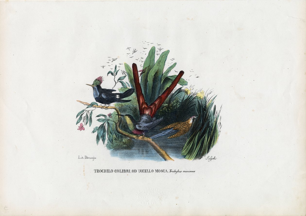 हमिंगबर्ड्स, 1863-79 द्वारा रायमुंडो पेट्रारोइया