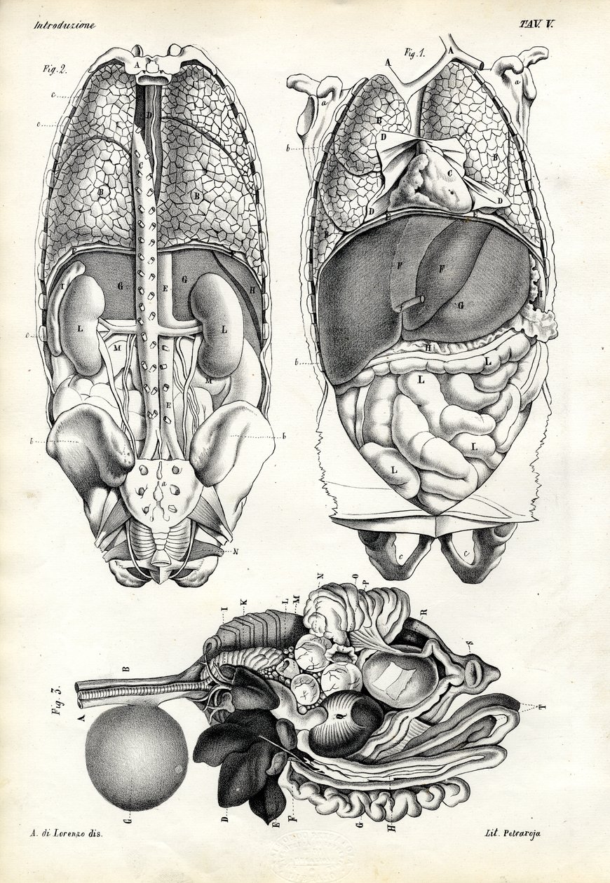 आंतक, 1863-79 द्वारा रायमुंडो पेट्रारोइया
