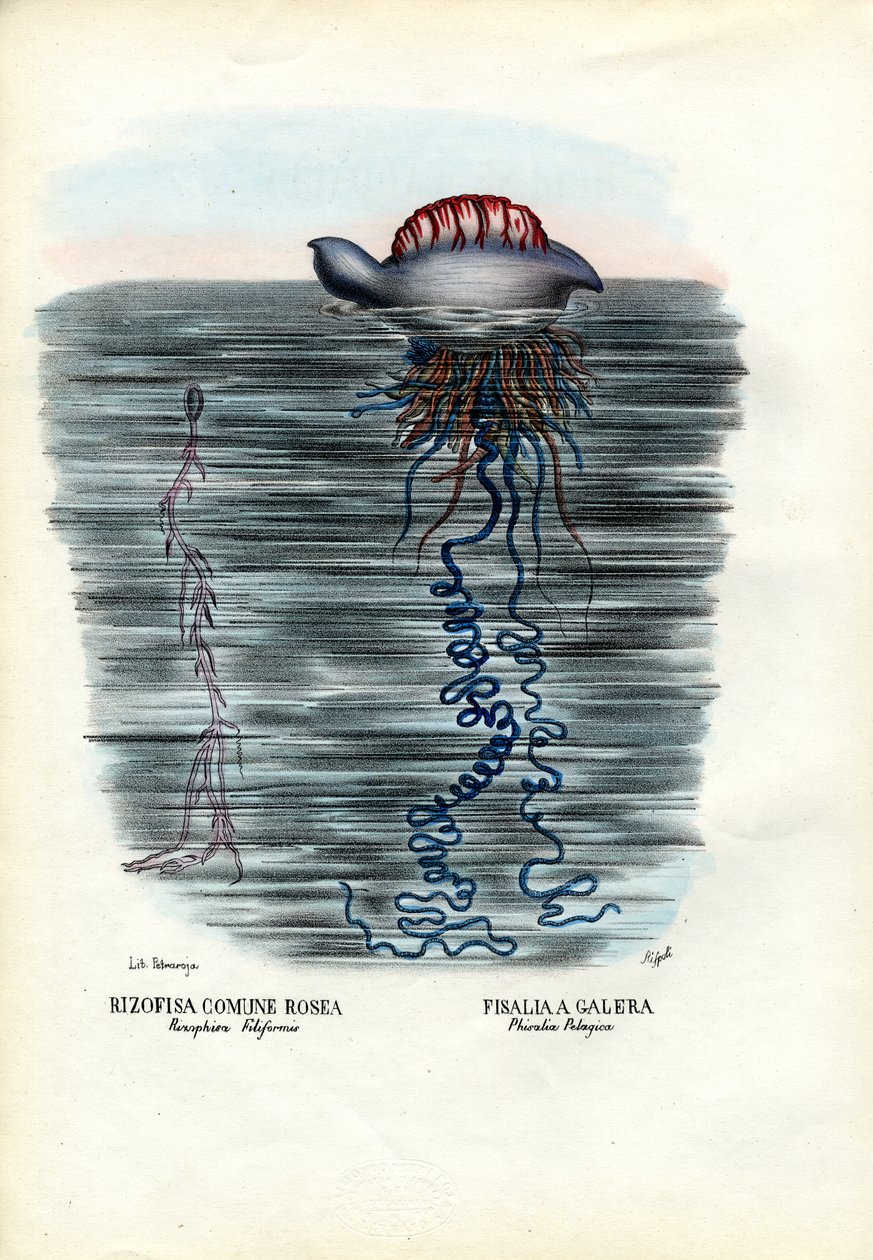 जेलिफ़िश, 1863-79 द्वारा रायमुंडो पेट्रारोइया