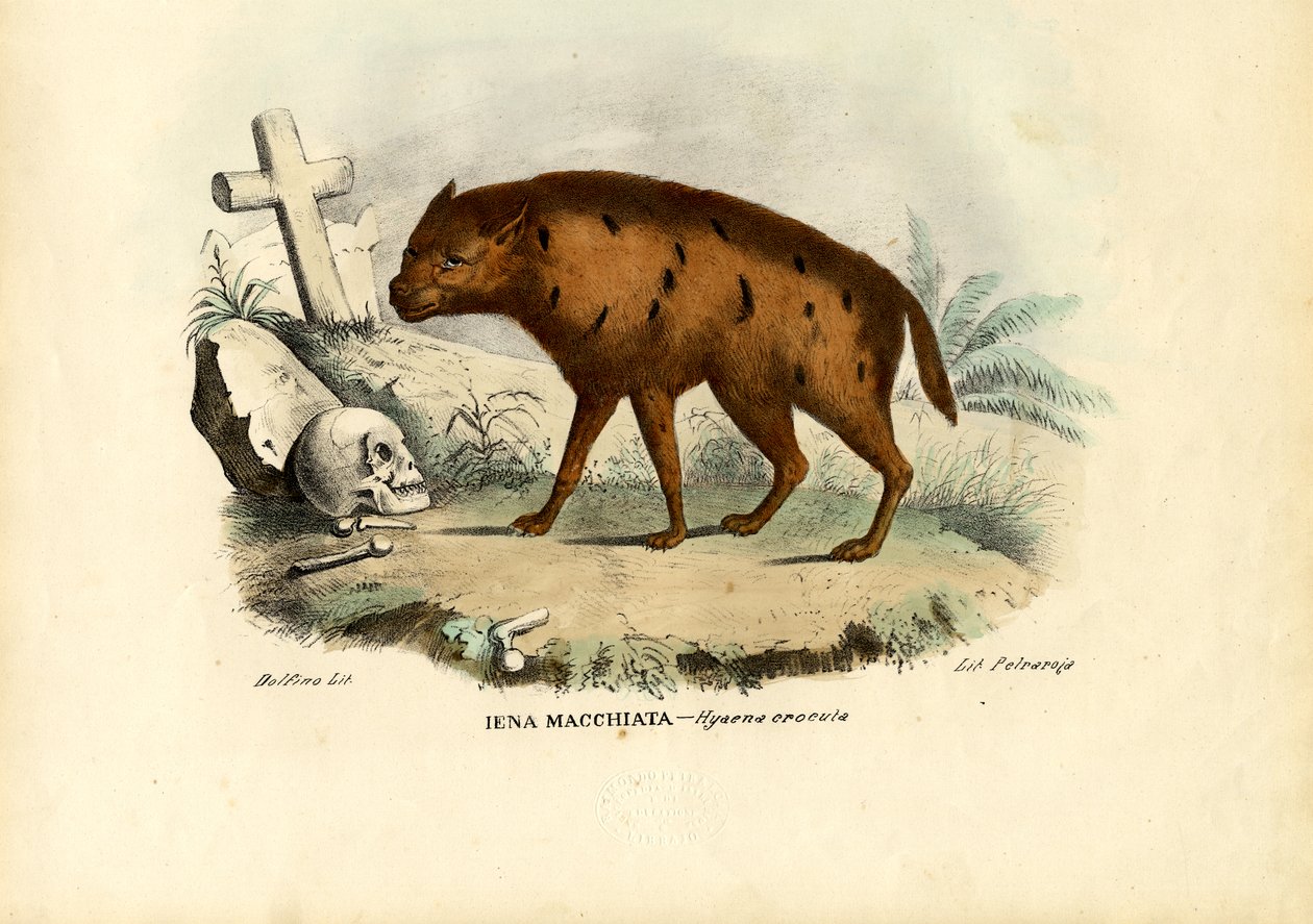 लाफिंग हाइना, 1863-79 द्वारा रायमुंडो पेट्रारोइया