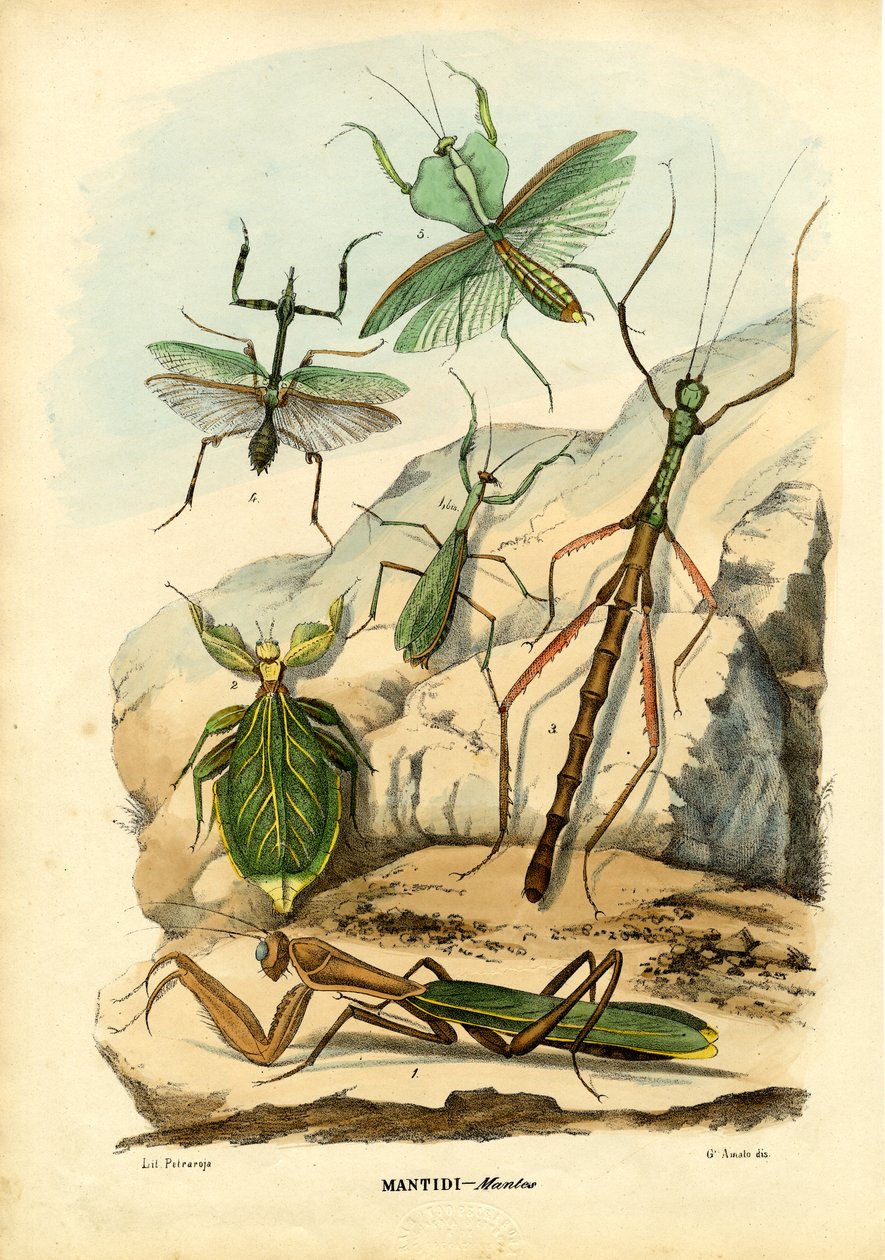 लीफ कीट, 1863-79 द्वारा रायमुंडो पेट्रारोइया
