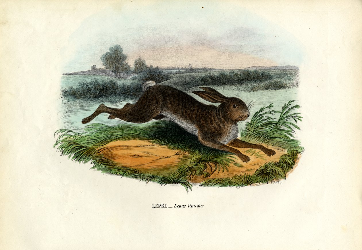 माउंटेन हरे, 1863-79 द्वारा रायमुंडो पेट्रारोइया