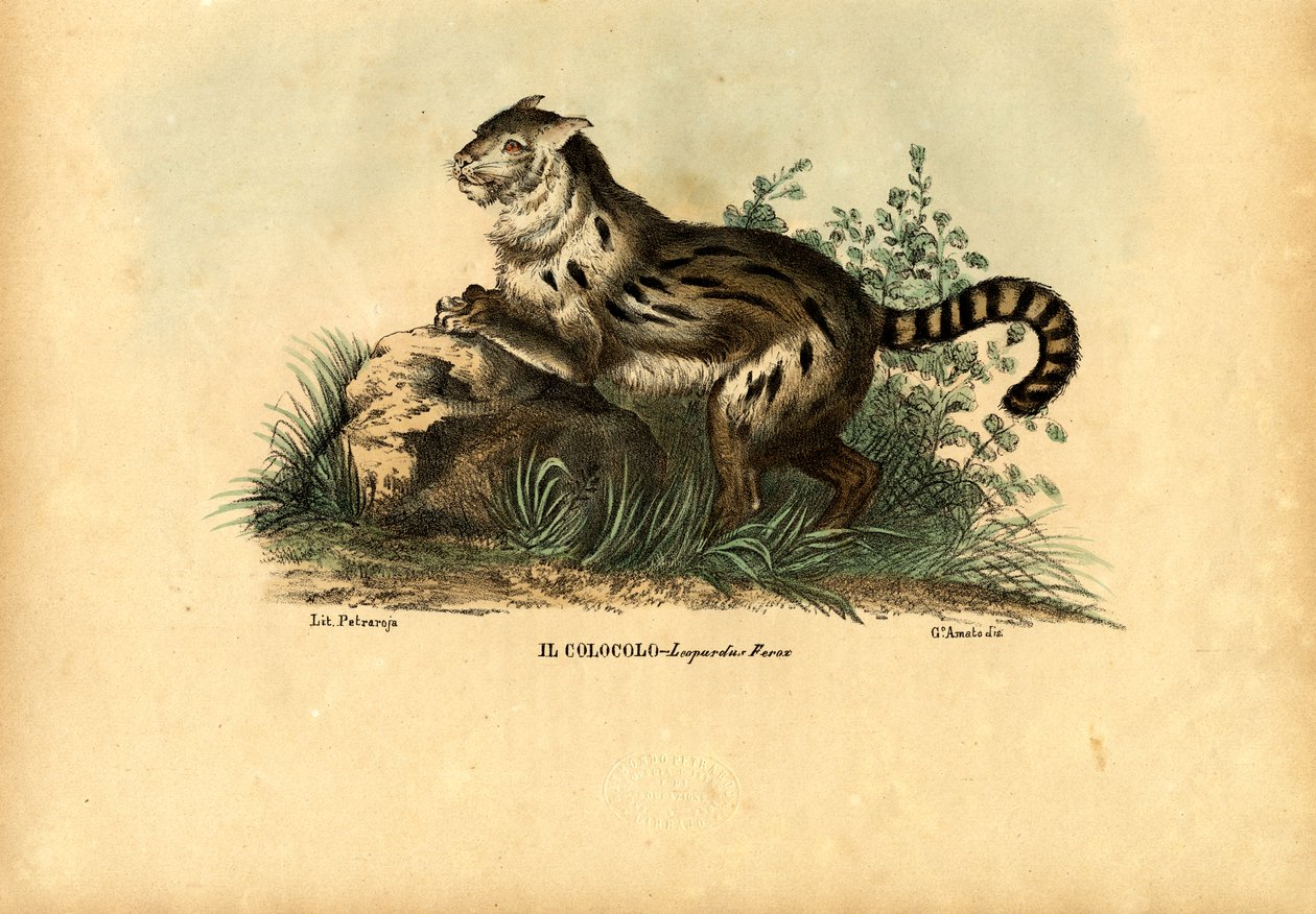 पम्पास कैट, 1863-79 द्वारा रायमुंडो पेट्रारोइया
