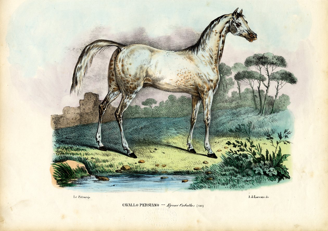 फारसी घोड़ा, 1863-79 द्वारा रायमुंडो पेट्रारोइया