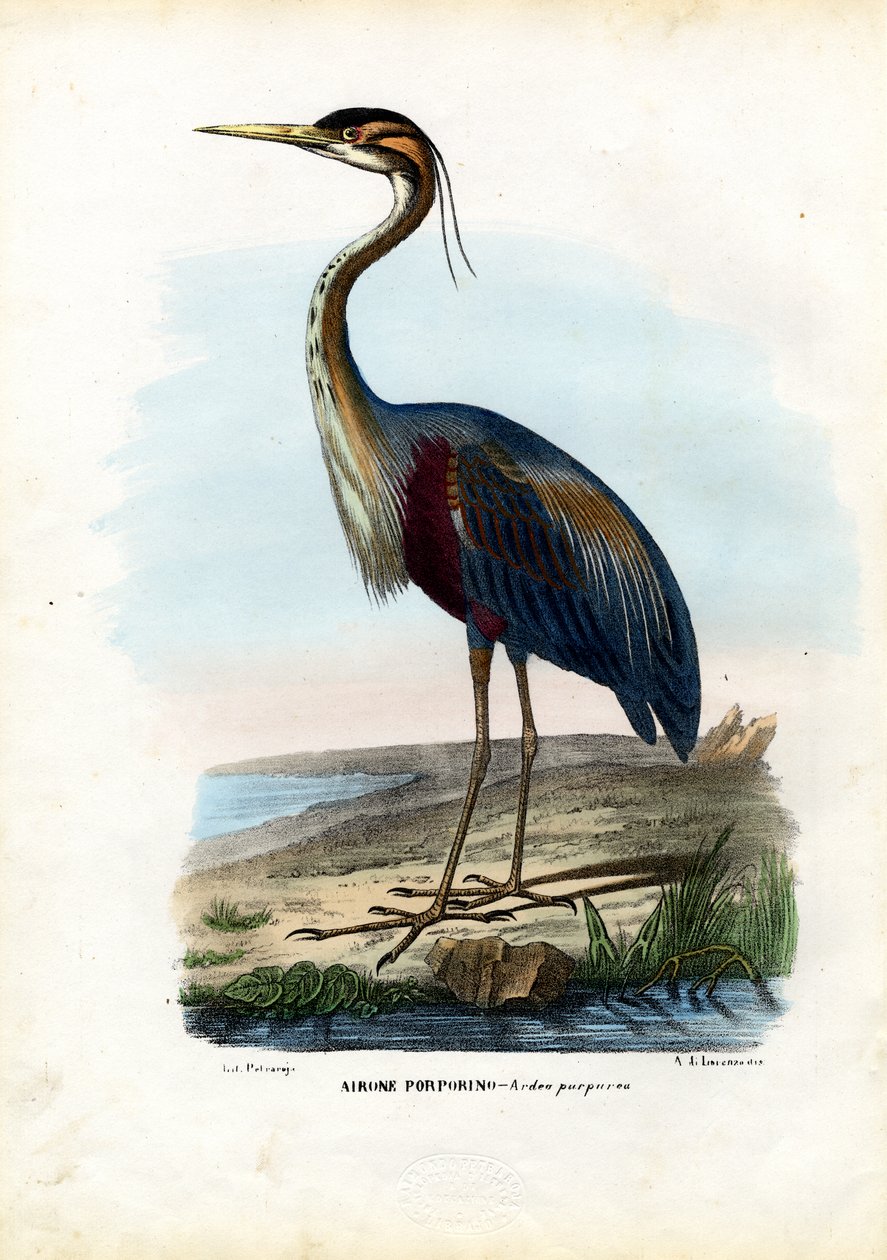 पर्पल हेरॉन, 1863-79 द्वारा रायमुंडो पेट्रारोइया