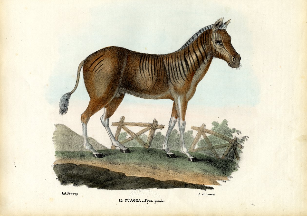 क्वागा, 1863-79 द्वारा रायमुंडो पेट्रारोइया