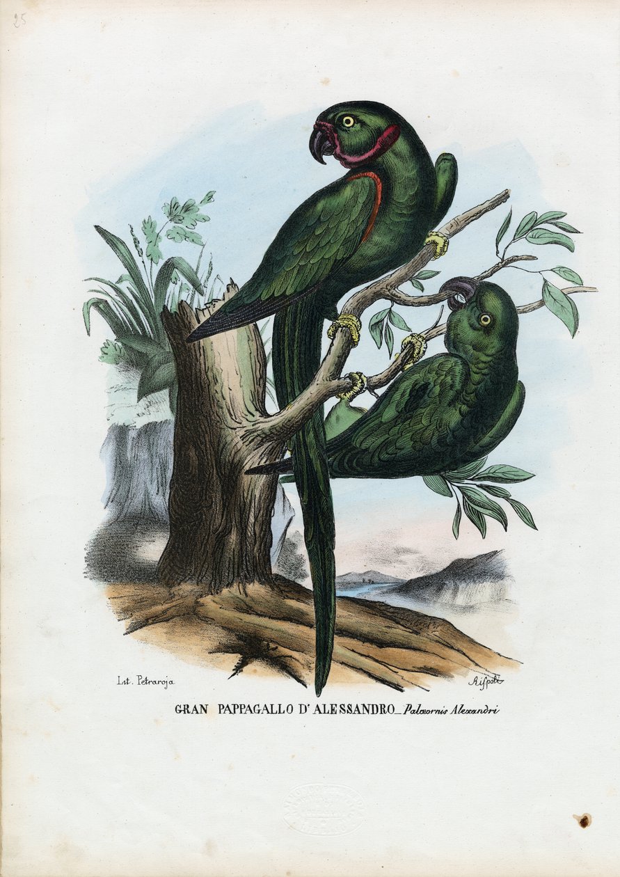 रोज़-रिंगेड पारेकेट, 1863-79 द्वारा रायमुंडो पेट्रारोइया