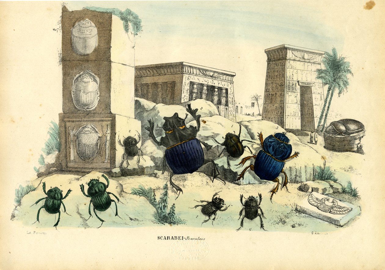 स्कारब बीटल, 1863-79 द्वारा रायमुंडो पेट्रारोइया
