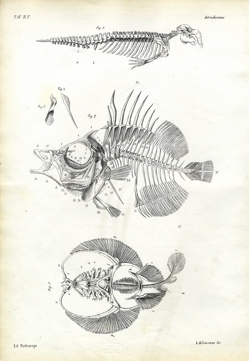 सील, 1863-79 द्वारा रायमुंडो पेट्रारोइया