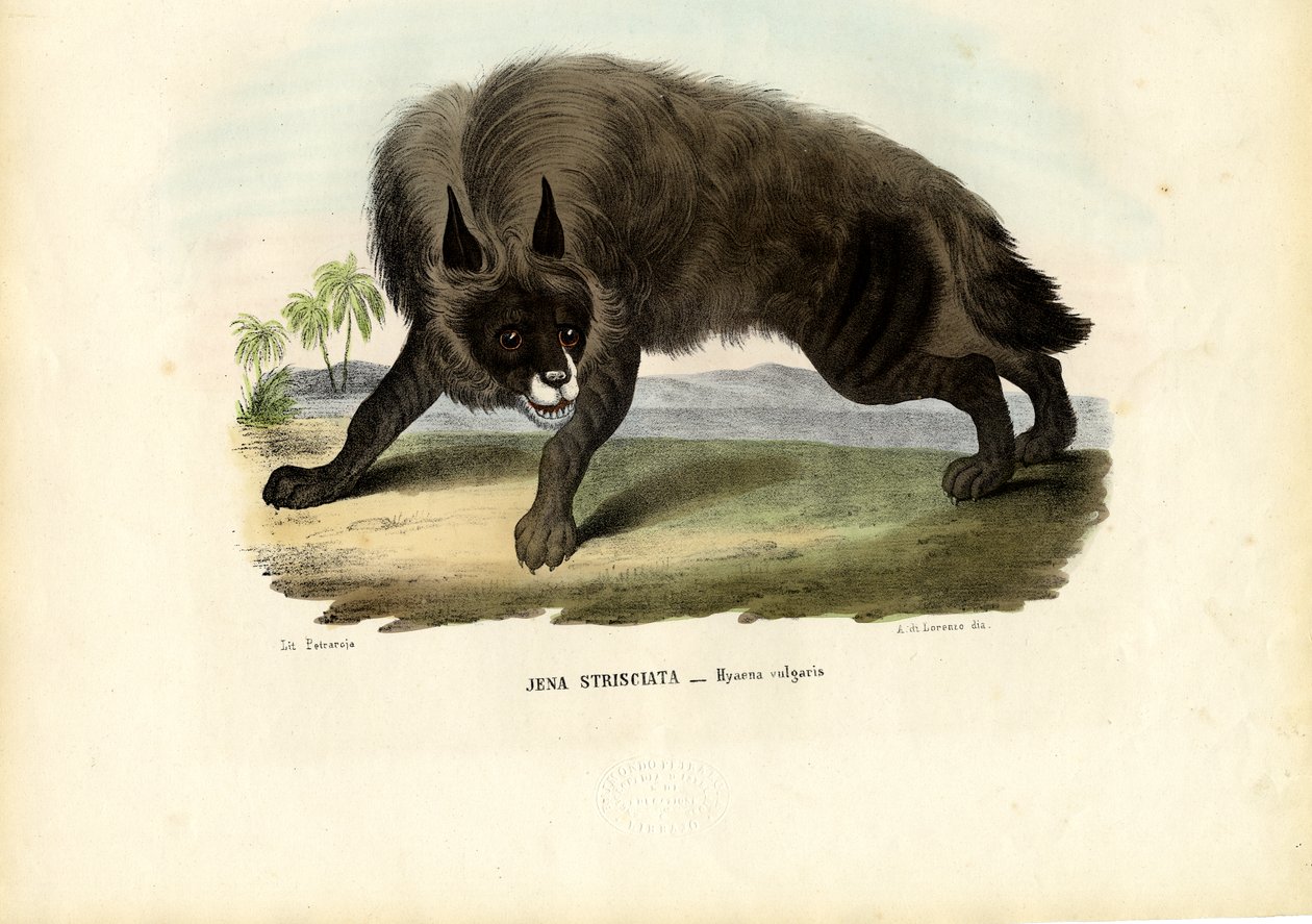 धारीदार हाइना, 1863-79 द्वारा रायमुंडो पेट्रारोइया