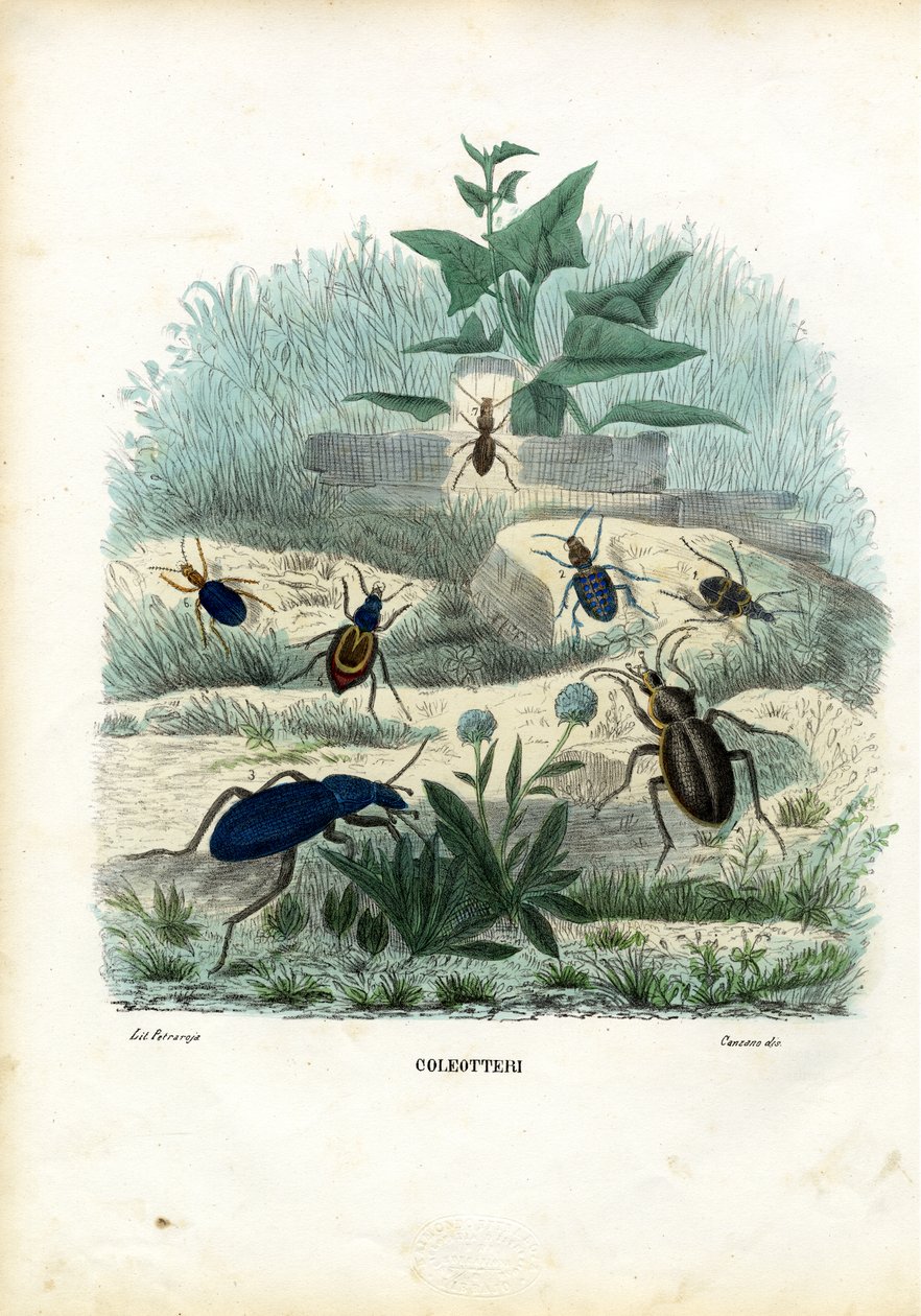 टाइगर और ग्राउंड बीटल, 1863-79 द्वारा रायमुंडो पेट्रारोइया