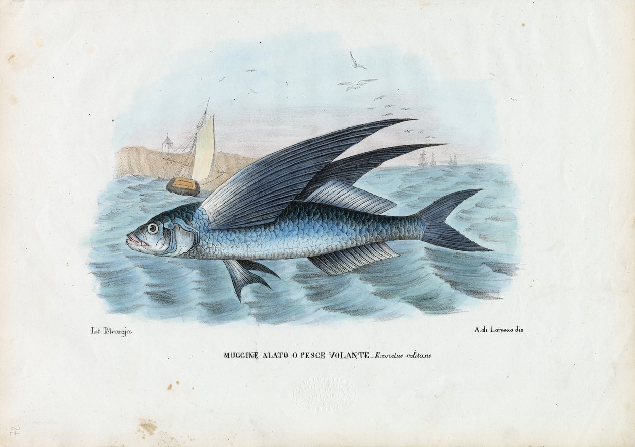 ट्रॉपिकल टू विंग फ्लाइंगफिश, 1863-79 द्वारा रायमुंडो पेट्रारोइया