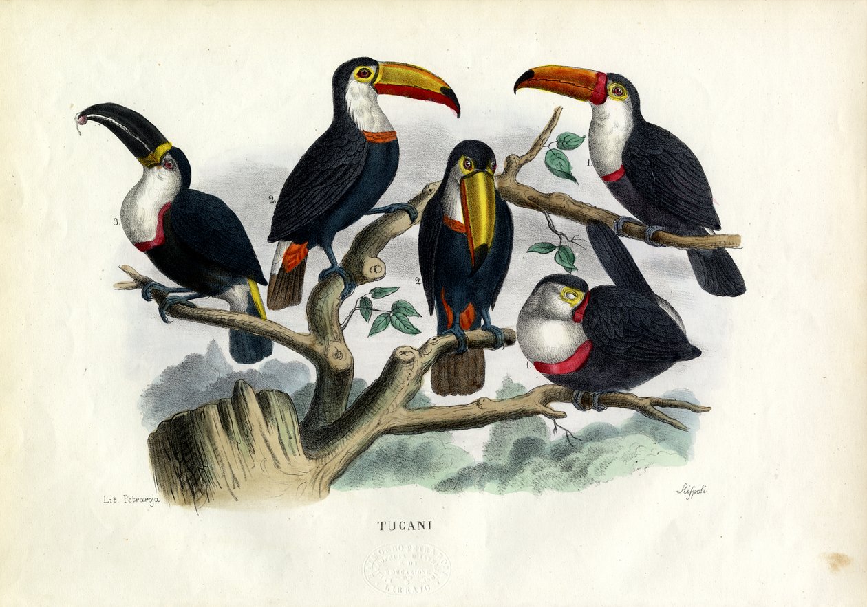 टक्सन, 1863-79 द्वारा रायमुंडो पेट्रारोइया