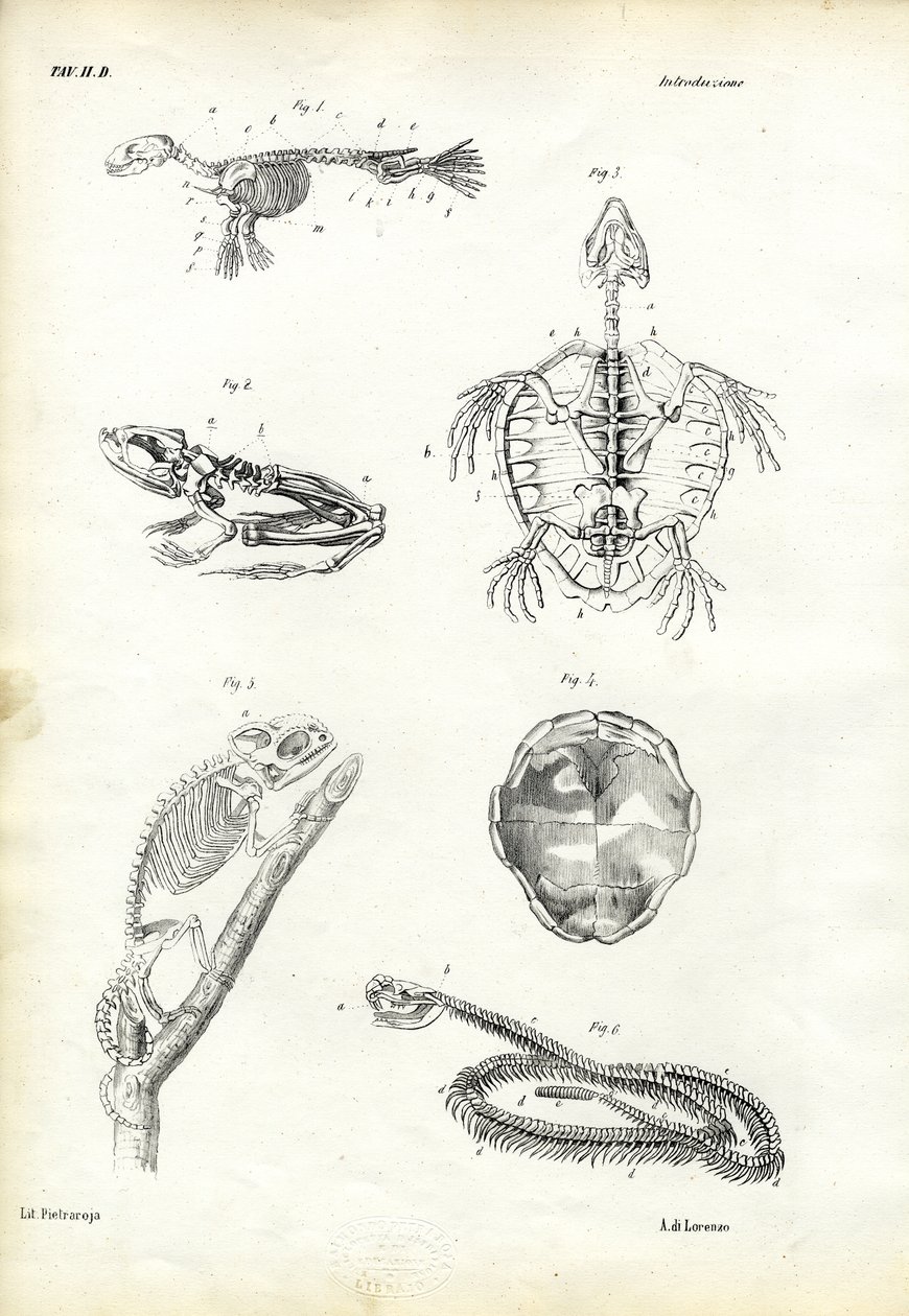कछुआ, 1863-79 द्वारा रायमुंडो पेट्रारोइया
