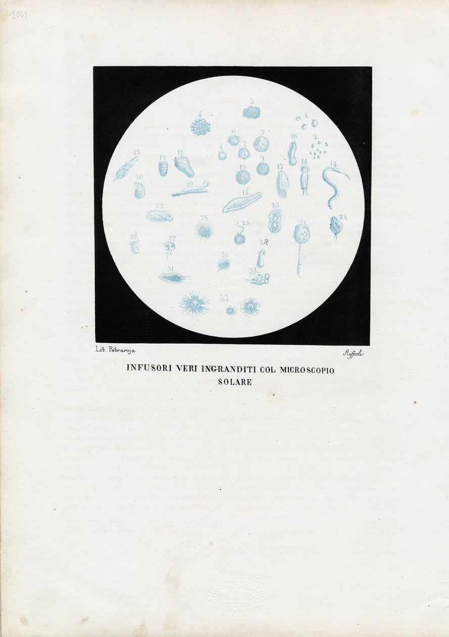 व्हील एनिमल, 1863-79 द्वारा रायमुंडो पेट्रारोइया