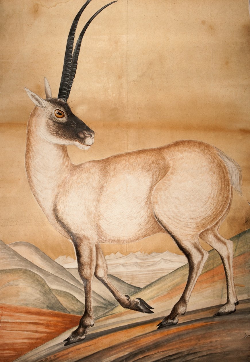 चिरु, 1840 द्वारा राज मान सिंह