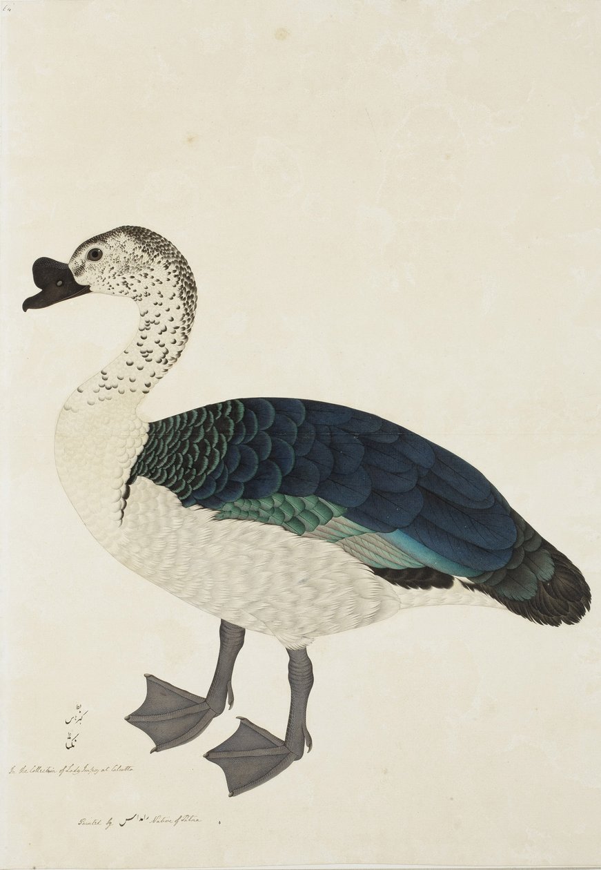 एक कंघी ड्रेक (सरकिडर्निस मेलानोटा), c.1780 (कागज पर अपारदर्शी wc) द्वारा राम दास