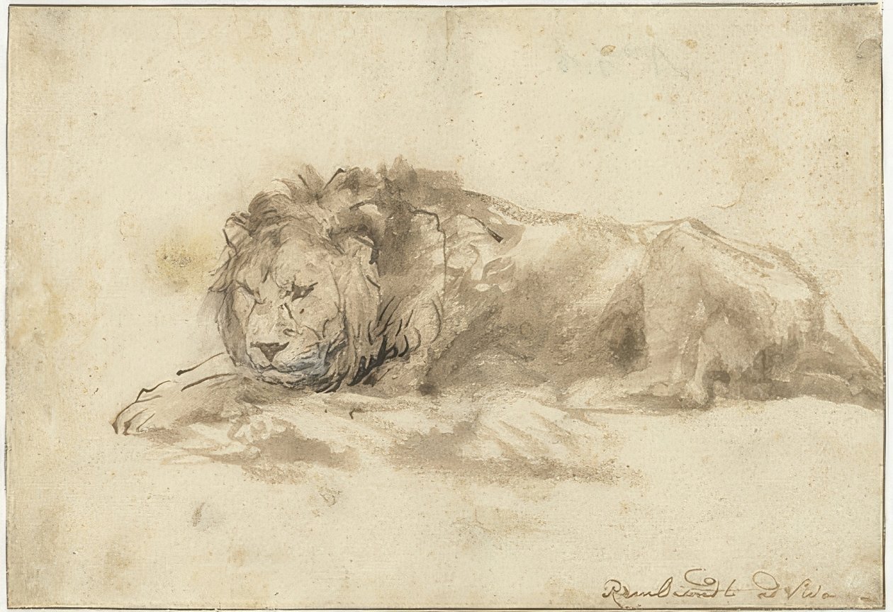 झूठ बोलने वाला शेर (Liggend leeuw)। 1650-1659 द्वारा रिमब्रांड वैन रिजन