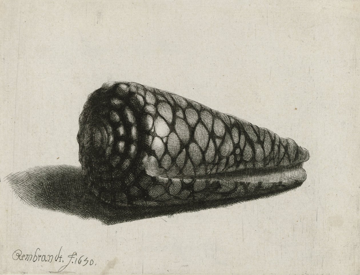 द शेल (कोनस मर्मोरस), 1650 द्वारा रिमब्रांड वैन रिजन
