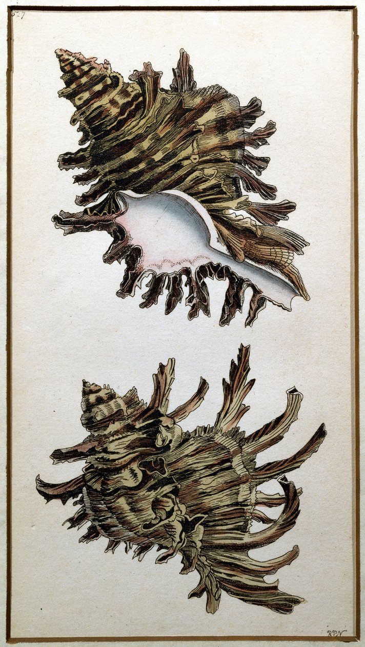 शंख द्वारा प्रकाशित शंख, c.1790-1820 (प्रिंट) द्वारा रिचर्ड पॉलिडोर नोडर