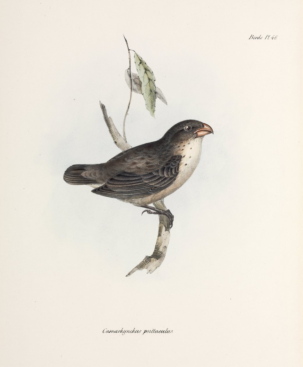 फिंच, सी 1832-1836 द्वारा रिचर्ड (बाद में) डड्डो