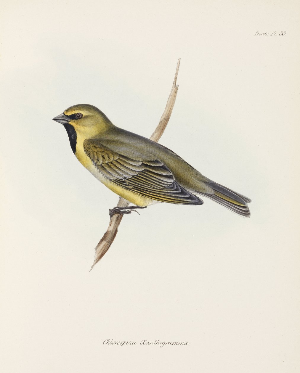 फिंच, सी 1832-1836 द्वारा रिचर्ड (बाद में) डड्डो