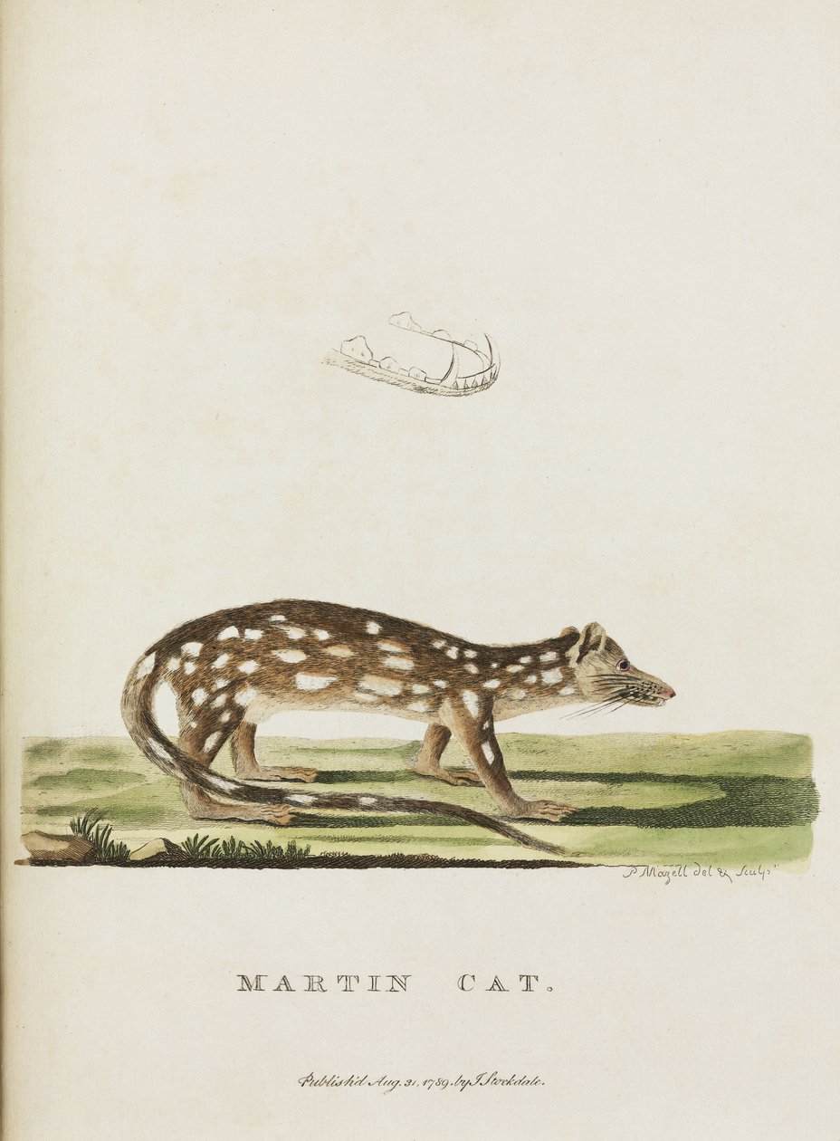 'मार्टिन कैट', ऑस्ट्रेलिया, c 1788 द्वारा रिचर्ड (बाद में) डड्डो