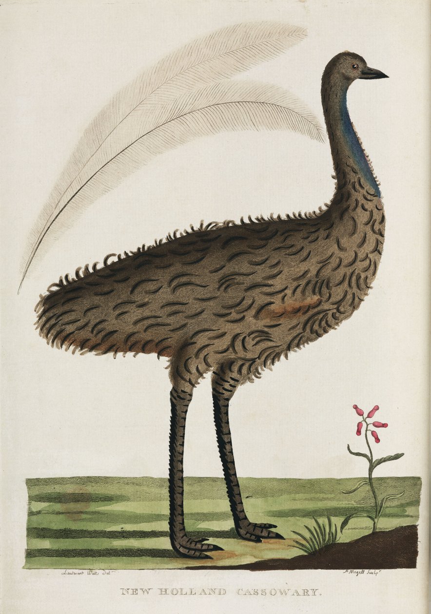 'न्यू हॉलैंड कैसोवरी', ऑस्ट्रेलिया, c 1788 द्वारा रिचर्ड (बाद में) डड्डो